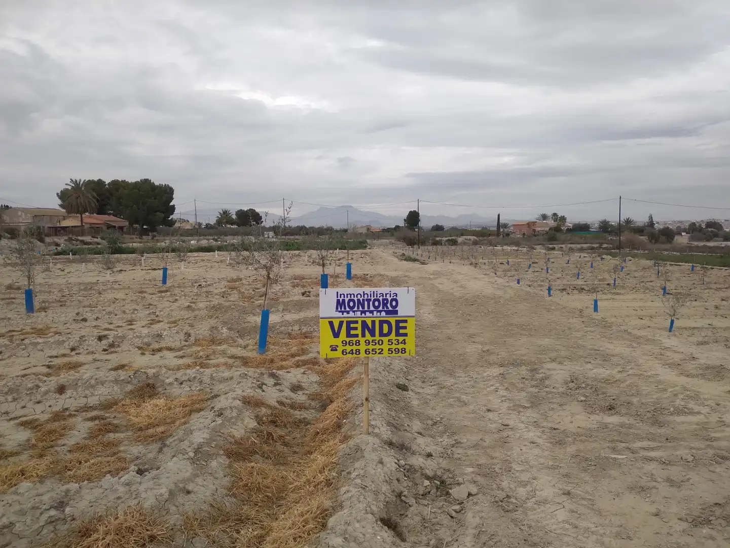 Terreny rústic en venda a Camino de la Almazara 226