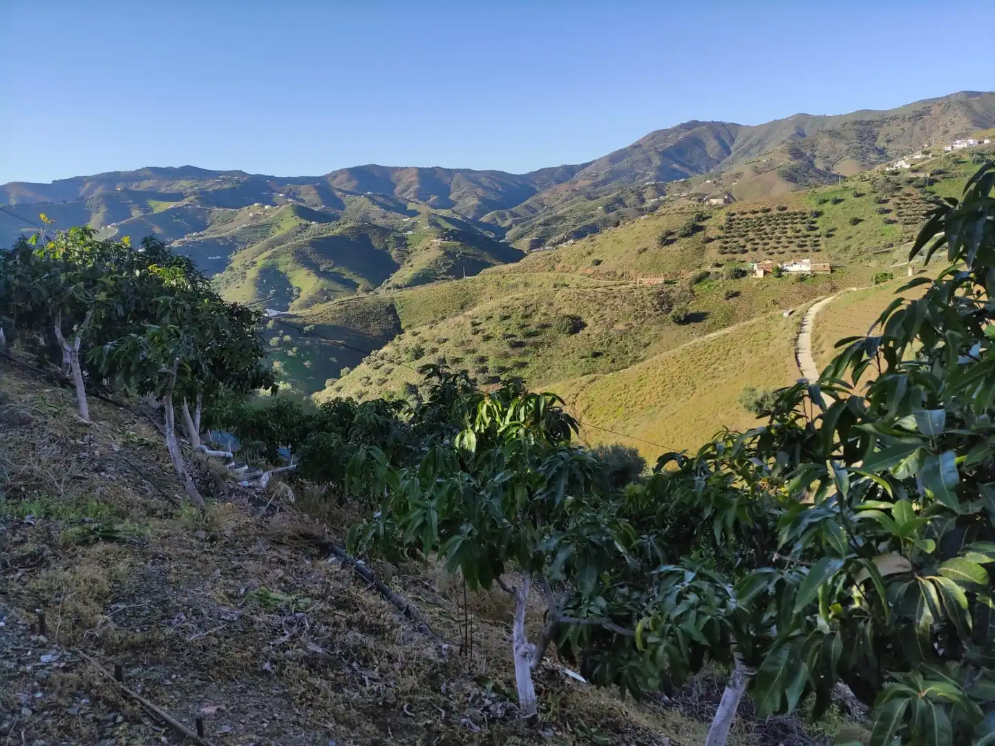 Vista exterior de Finca rústica en venta en Cútar con Jardín privado, Terraza y Piscina