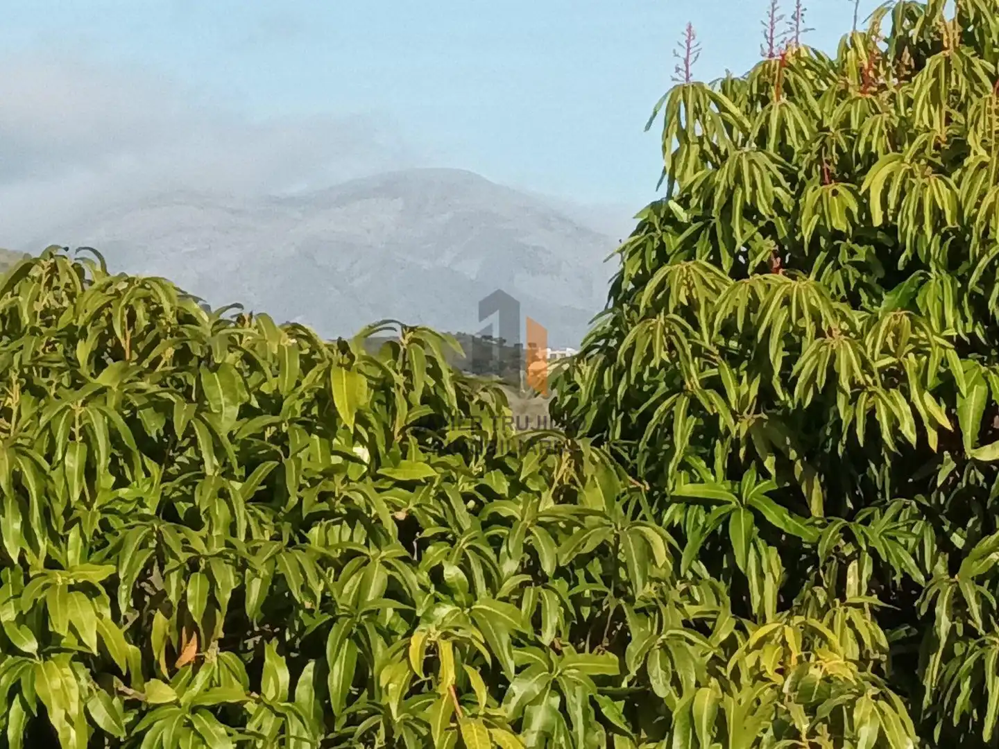 Vista exterior de Finca rústica en venta en Cútar con Terraza, Trastero y Piscina