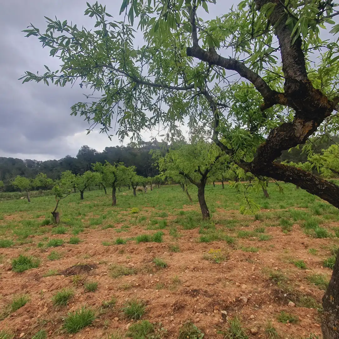 Rustikales Grundstück zum Verkauf in El Pinell de Brai, imagen 16