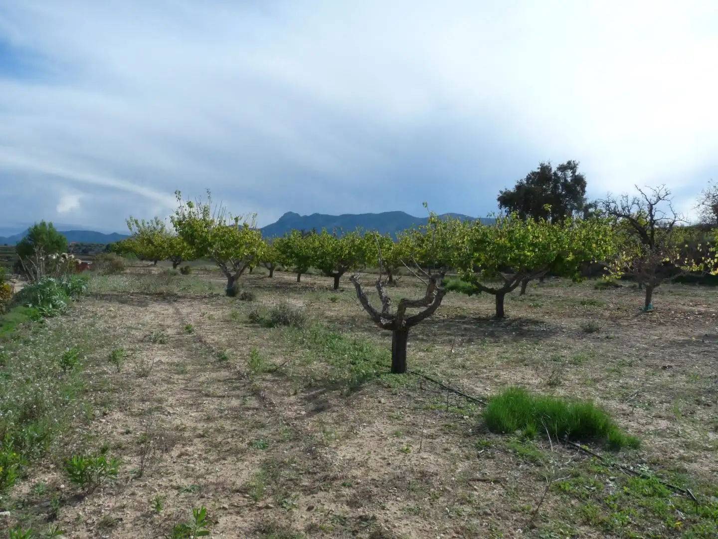 Country house zum Verkauf in Albaida mit Privatgarten und Abstellraum