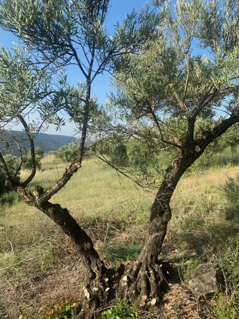 Grundstücke zur Miete in Loranca de Tajuña