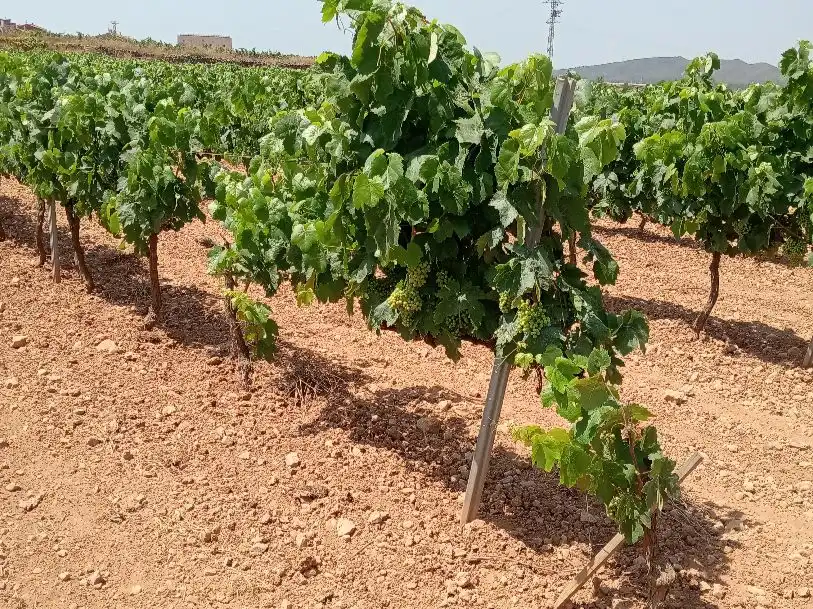 Rustikales Grundstück zum Verkauf in cami de rodonya 3, imagen 6
