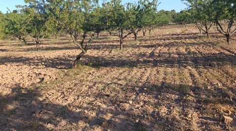 FINCA DE 18.511 METROS CON PLANTACION DE ALMENDROS EN PRODUCCION, immagine 3