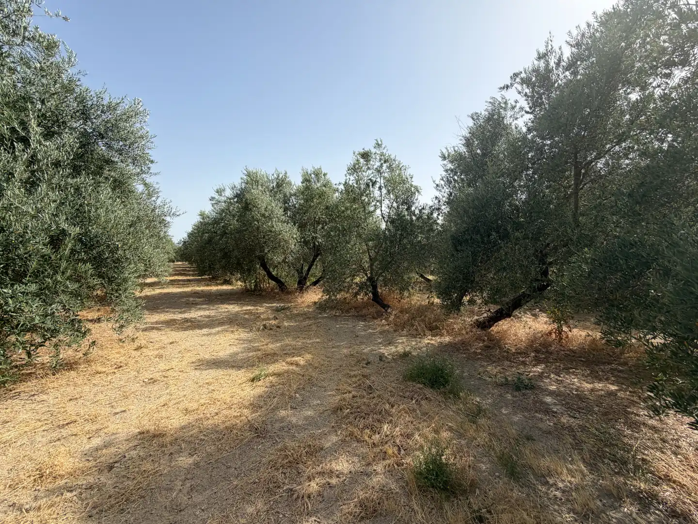 Terrenos y solares en venta en Carretera de Circunvalación 55D, imagen 2