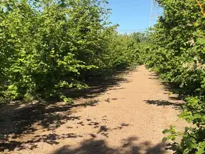 Terreno rustico in vendita a Carrer Sant Pere 1, imagen 14