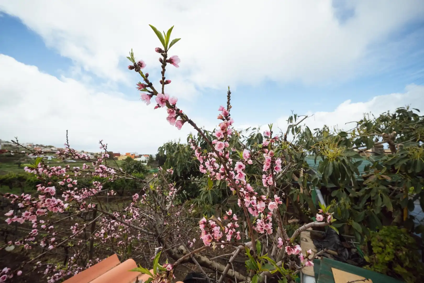Jardín de Finca rústica en venta en El Sauzal