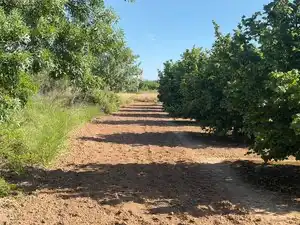 Terreno rustico in vendita a Carrer Sant Pere 1, imagen 13