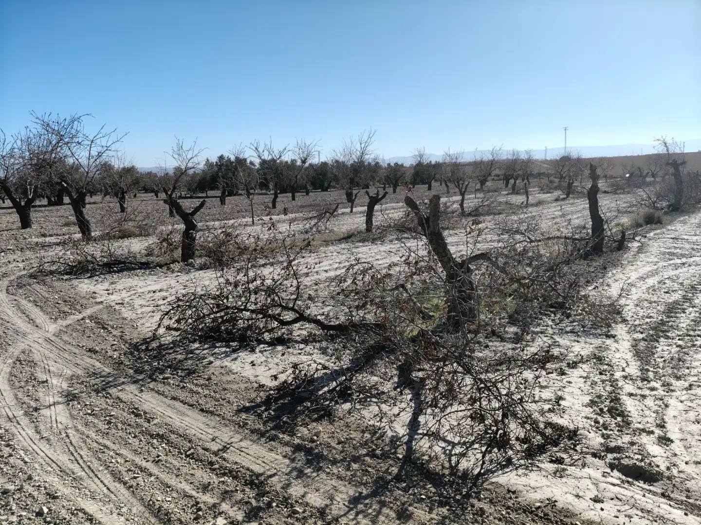 Terreno rústico en venta en Cortes de Baza, imagen 3