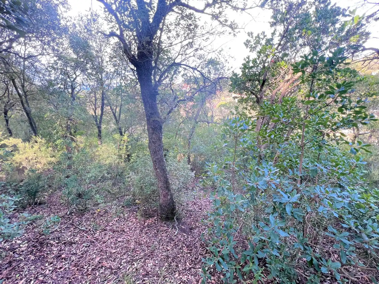 Terreno residencial en venta en Carrer Torrent del Llort 35, imagen 7