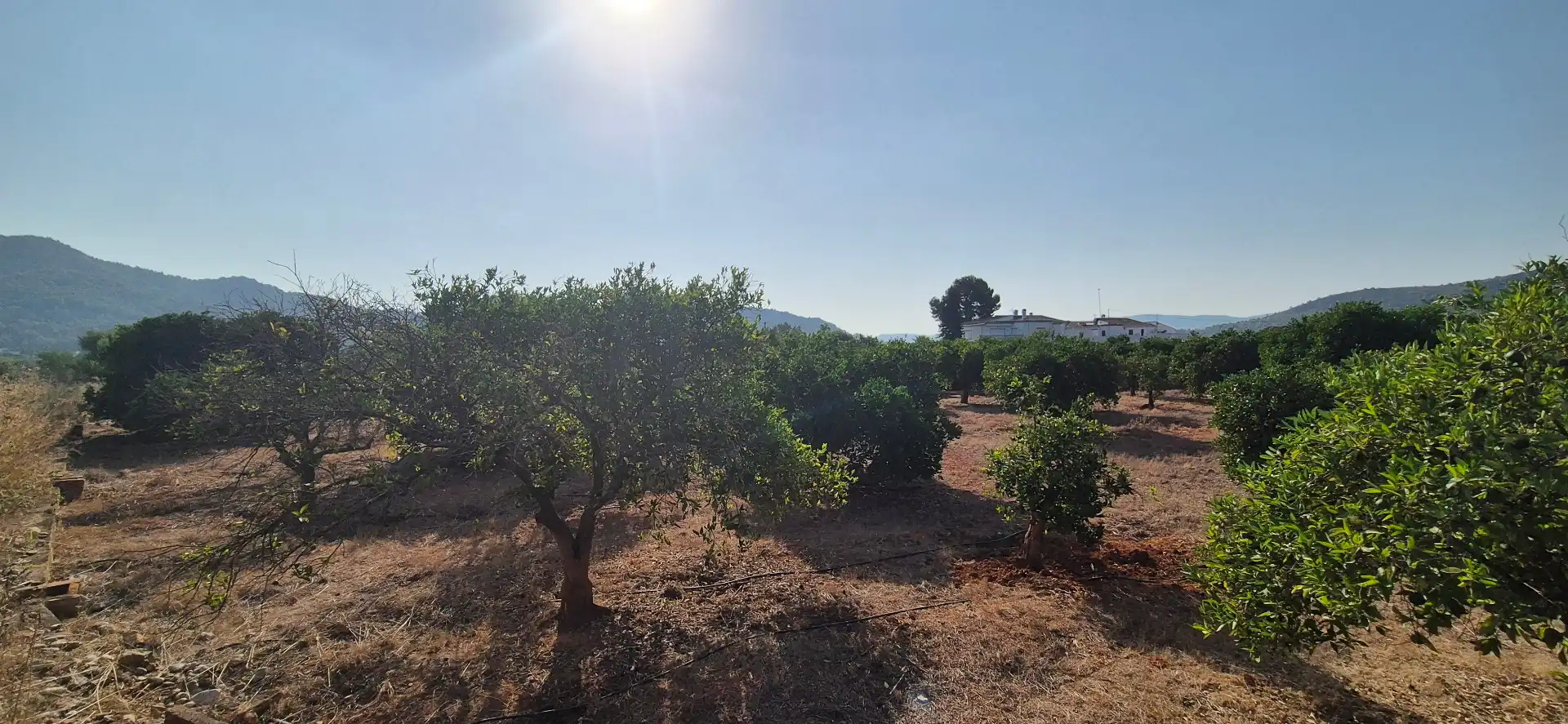 Terreno en venta en Alfauir