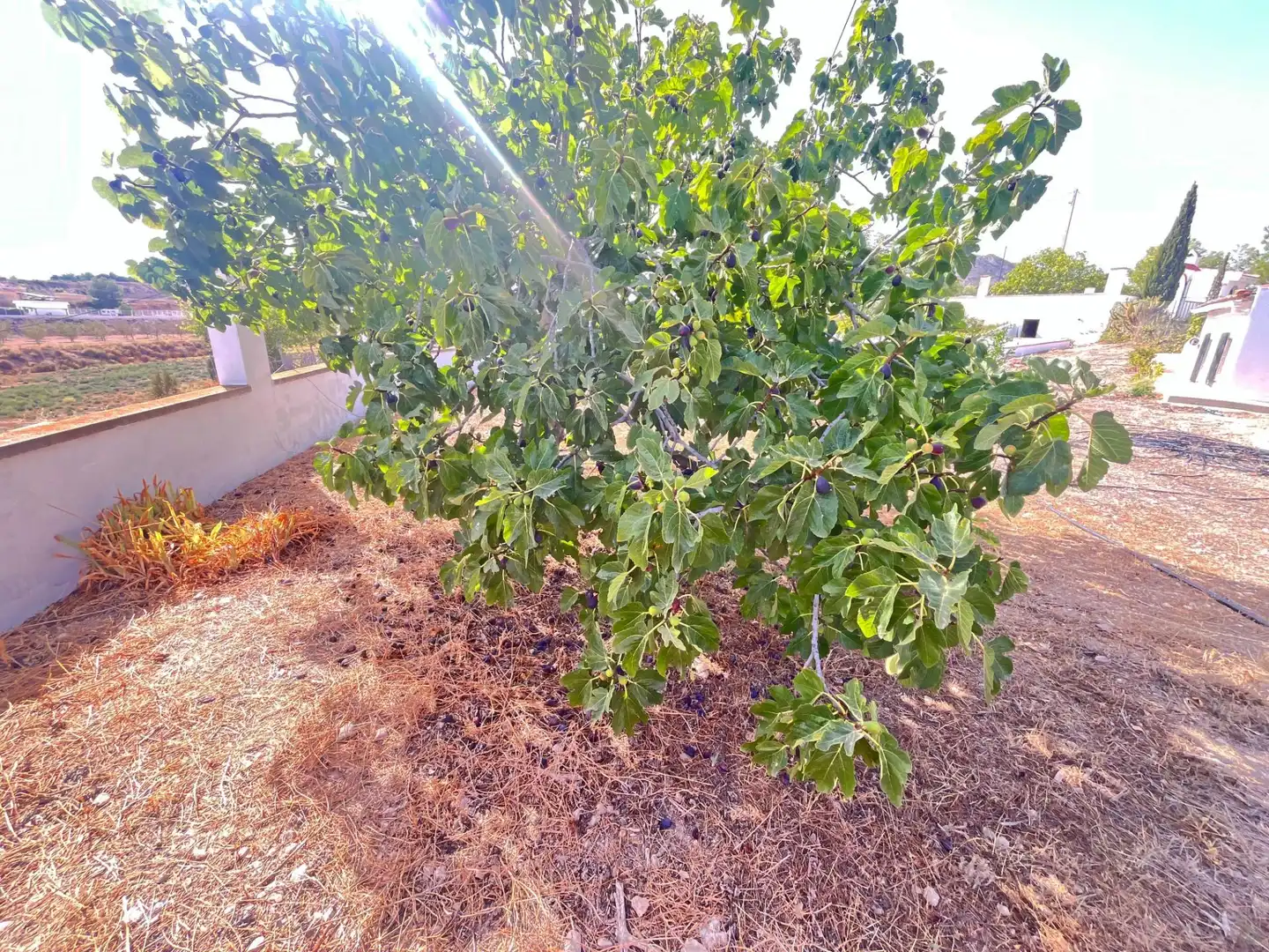 Finca rústica en venta en Novelda con Aire acondicionado, Calefacción y Jardín privado