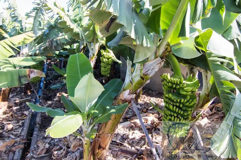 Jardín de Finca rústica en venta en Puerto de la Cruz