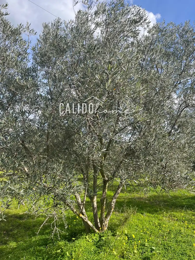Terreno rústico en venta en Lloseta