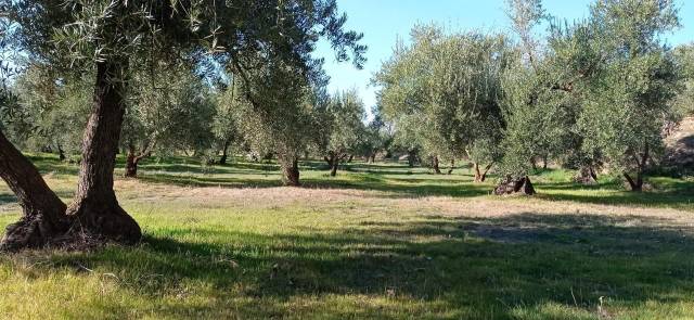 Terreno en Venta en  FUENTE VIEJA en Marchal