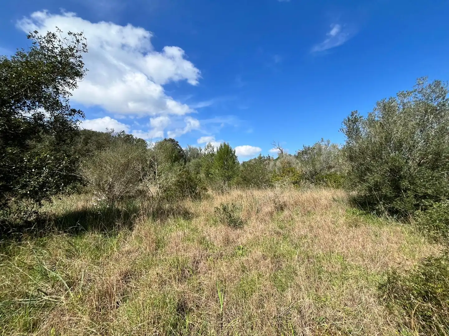 Terreno rustico in vendita a Pollença Poble, imagen 2