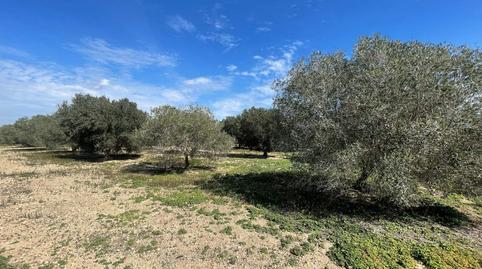 Photo 3 of Land for sale in La Marina, Elche / Elx