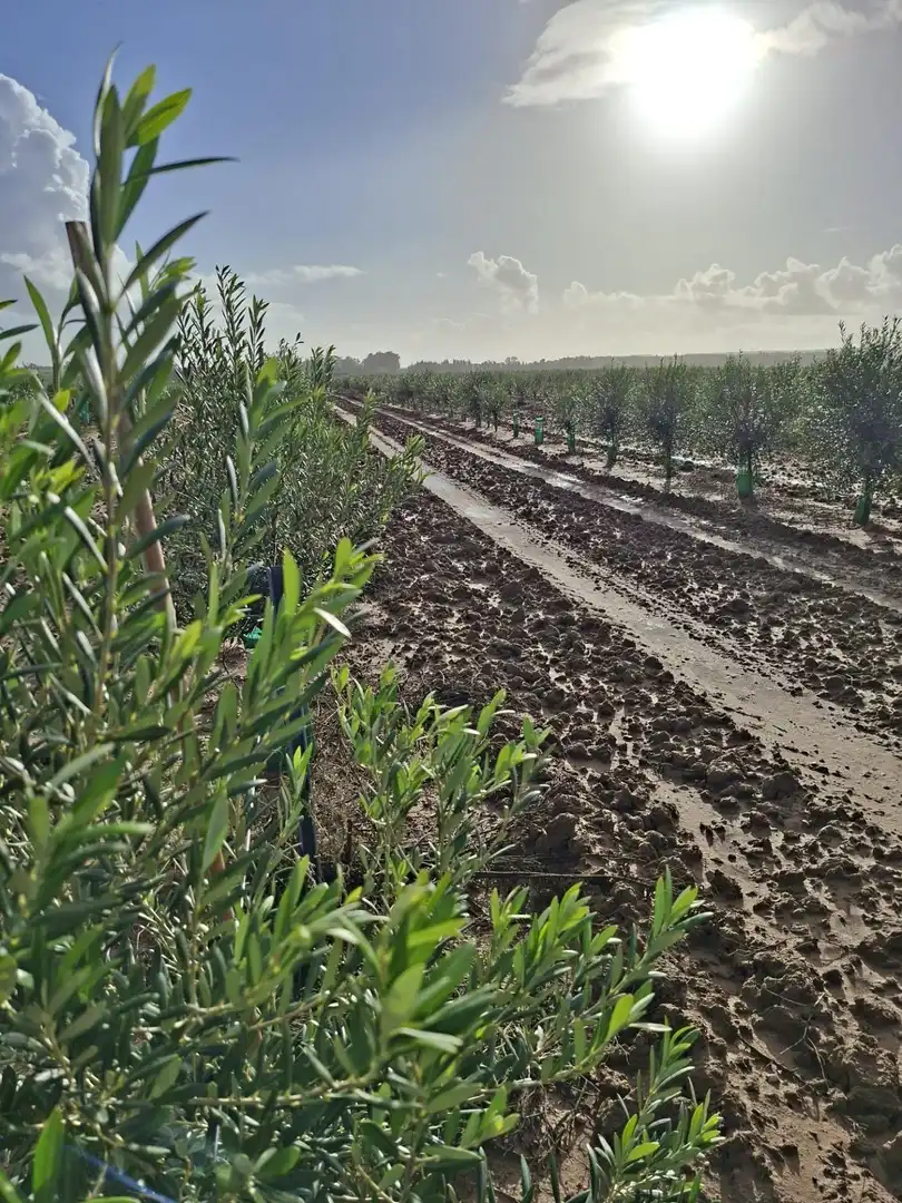 Exterior view of Country homes for sale in Chiclana de la Frontera  with Private garden