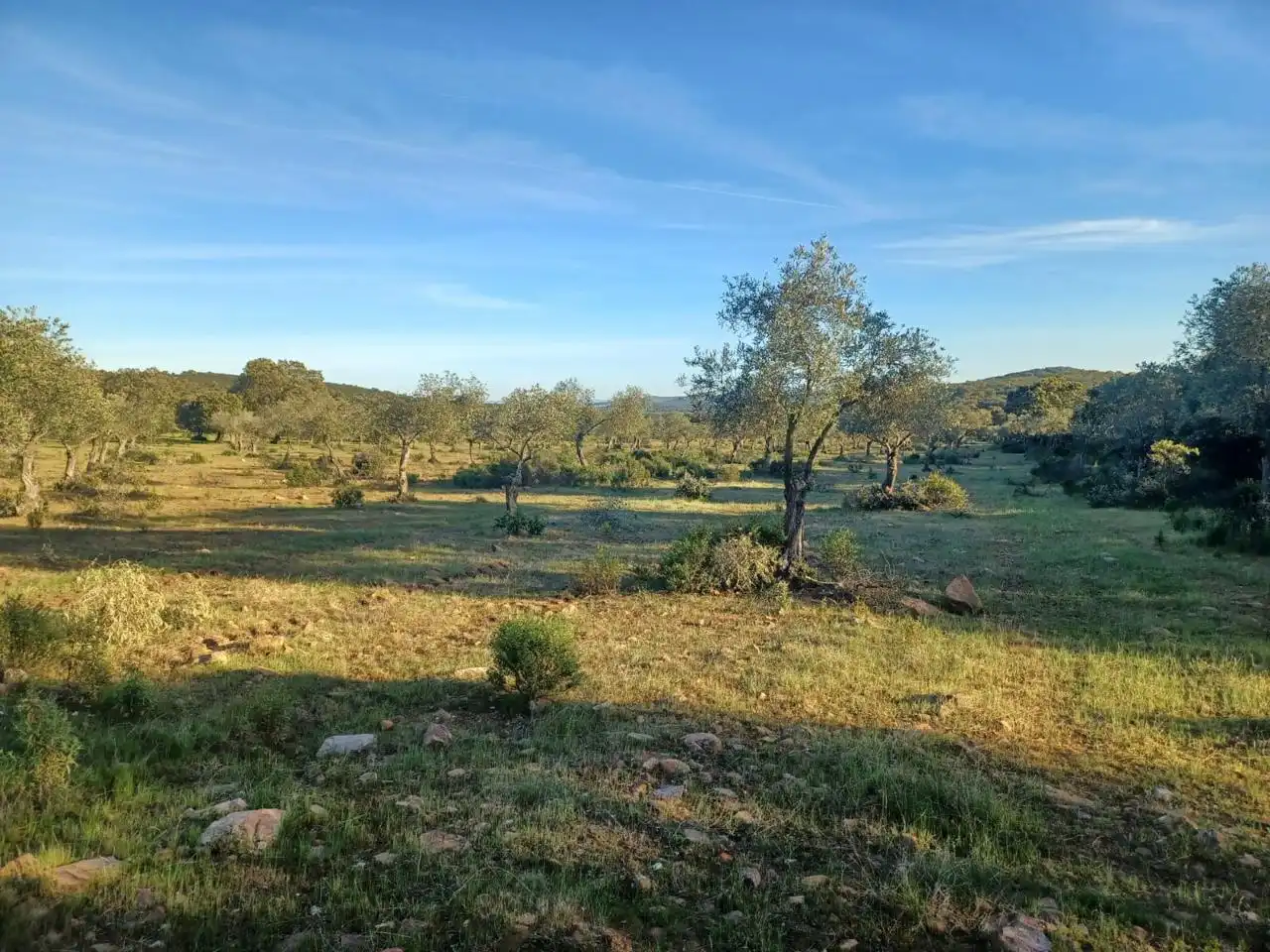 Grundstücke zum Verkauf in Peraleda del Zaucejo