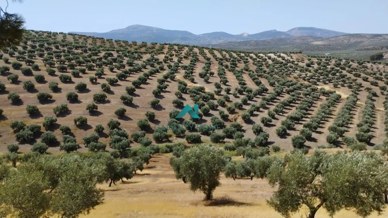 Terreni e lotti in vendita a Torredelcampo