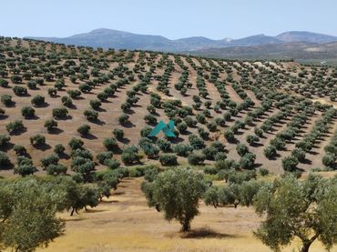 Terreny rústic en venda a Torredelcampo