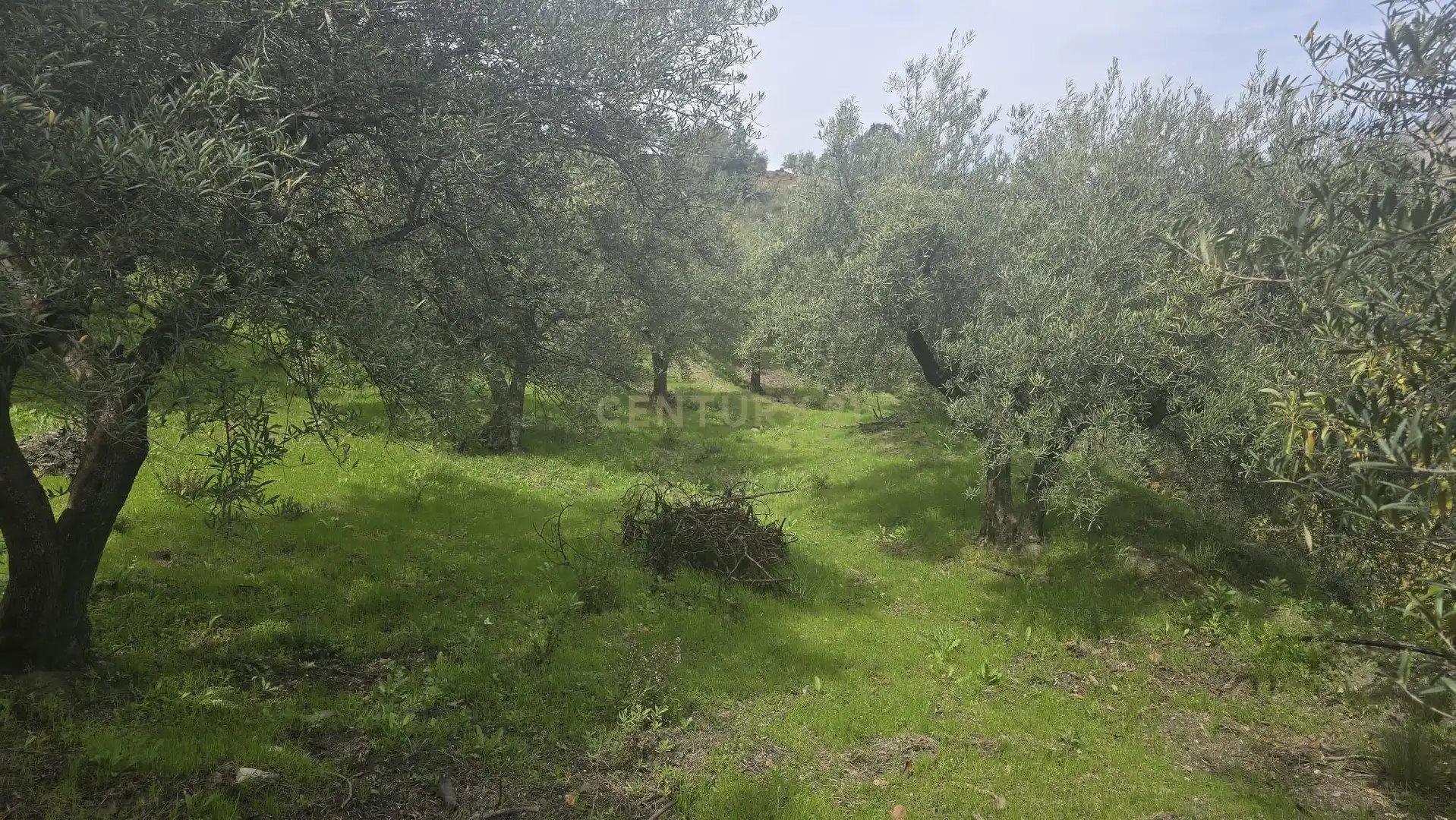 Terreno rustico in vendita a Polígono 11 Parcela 307 EL CERRILLAR. LOS GUAJARES (GRANADA), imagen 2