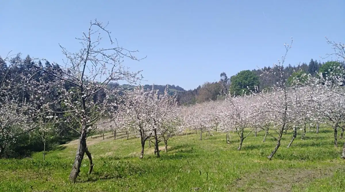 Jardí de Residencial en venda en Gijón 