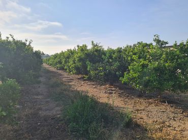 Terreno rustico in vendita a Avinguda del País Valencià