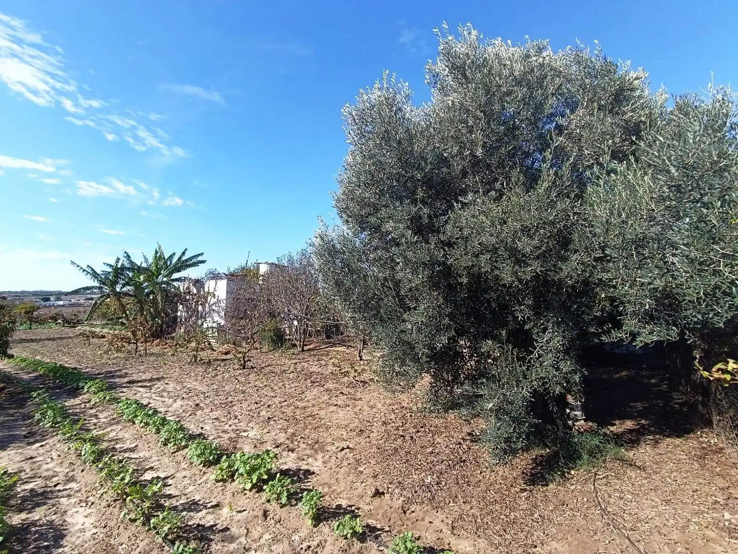 Terreni e lotti in vendita a El Juncal - Vallealto, imagen 17