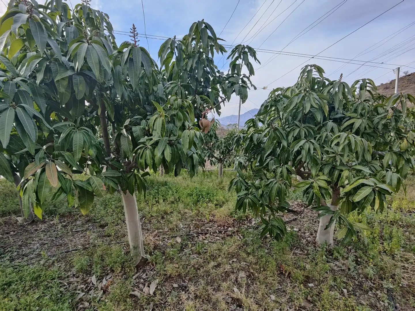 Rural land for sale in Itrabo, imagen 20