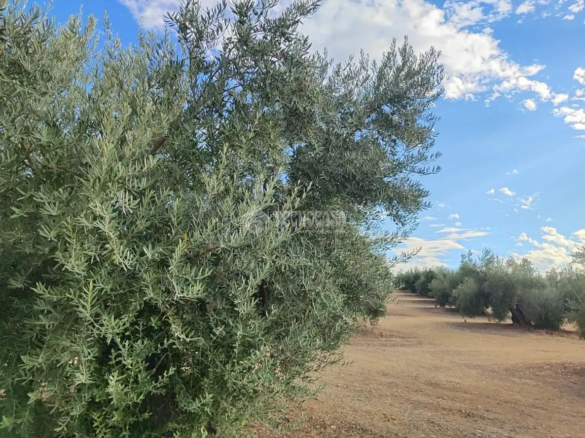 Land for sale in Chilluévar