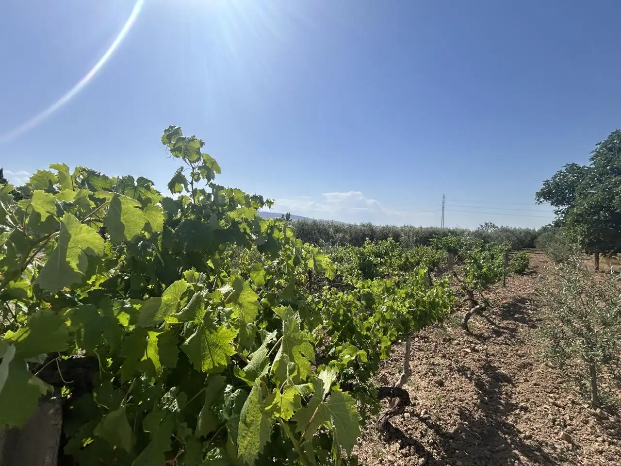 Country homes for sale in Corella  with Private garden, Terrace and Storage room