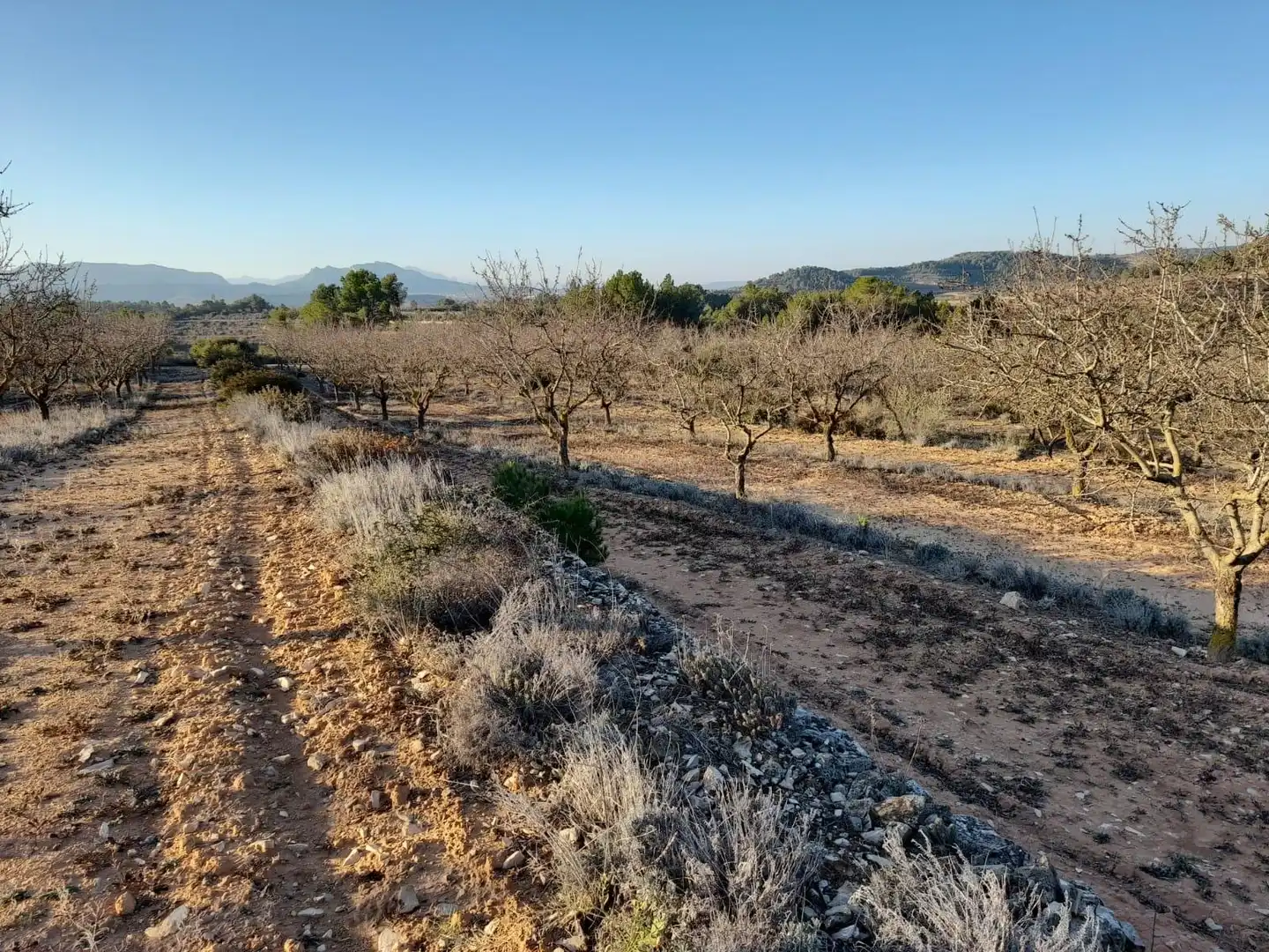 Terreno rústico en venta en Corbera d'Ebre, imagen 8