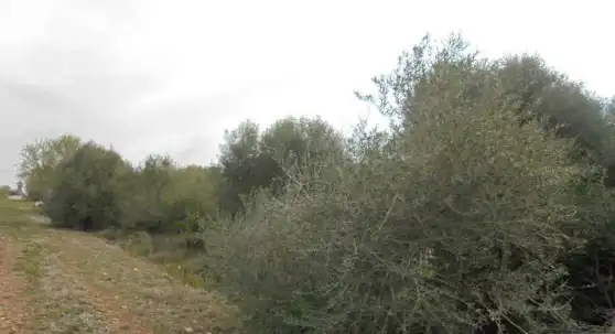Terreny rústic en venda a Plaça Poligono 22 54, imagen 5