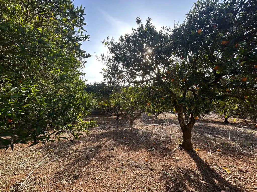 Land for sale in Muro