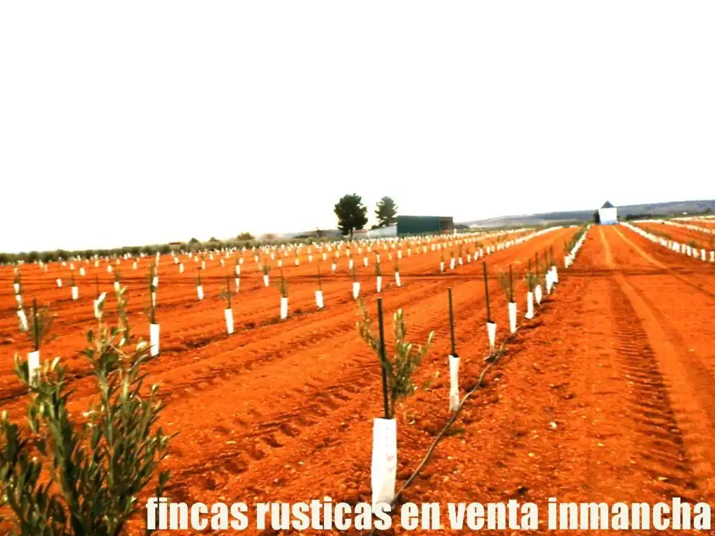 Rural land for sale in Valdepeñas, imagen 5
