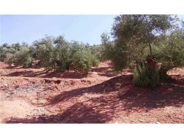 Terreni e lotti in vendita a Navas de San Juan, imagen 6