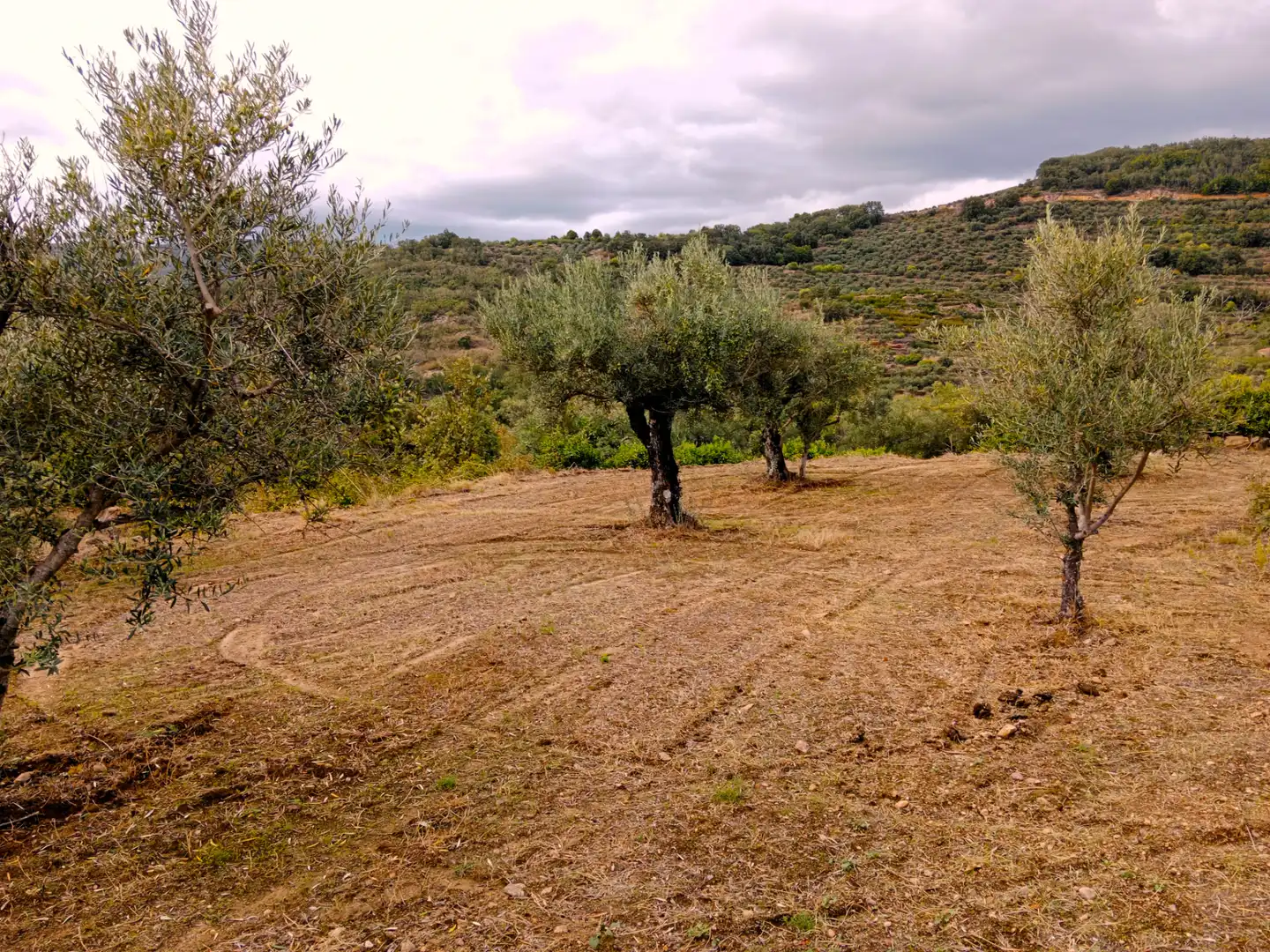 Terreni e lotti in vendita a Barrado, imagen 15