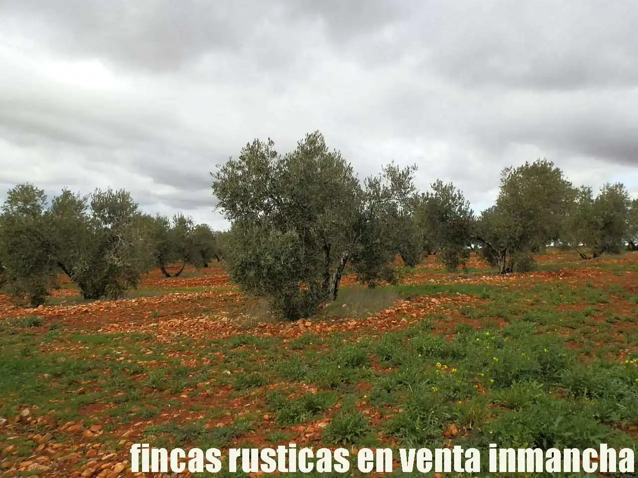 Rural land for sale in Valdepeñas, imagen 12