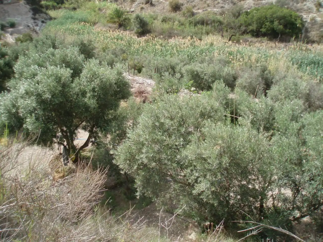 Terreni e lotti in vendita a MONEGRE, imagen 6
