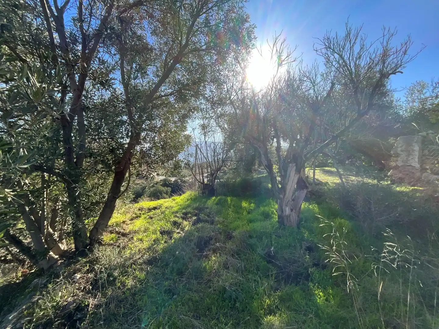 Terreni e lotti in vendita a Solera, imagen 19
