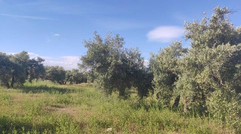 OLIVAR MARTEÑO DE CINCO FANEGAS Y MEDIA, immagine 2