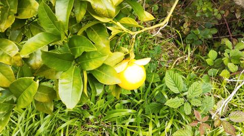 Foto 4 de Finca rústica en venta en Agulo, Santa Cruz de Tenerife
