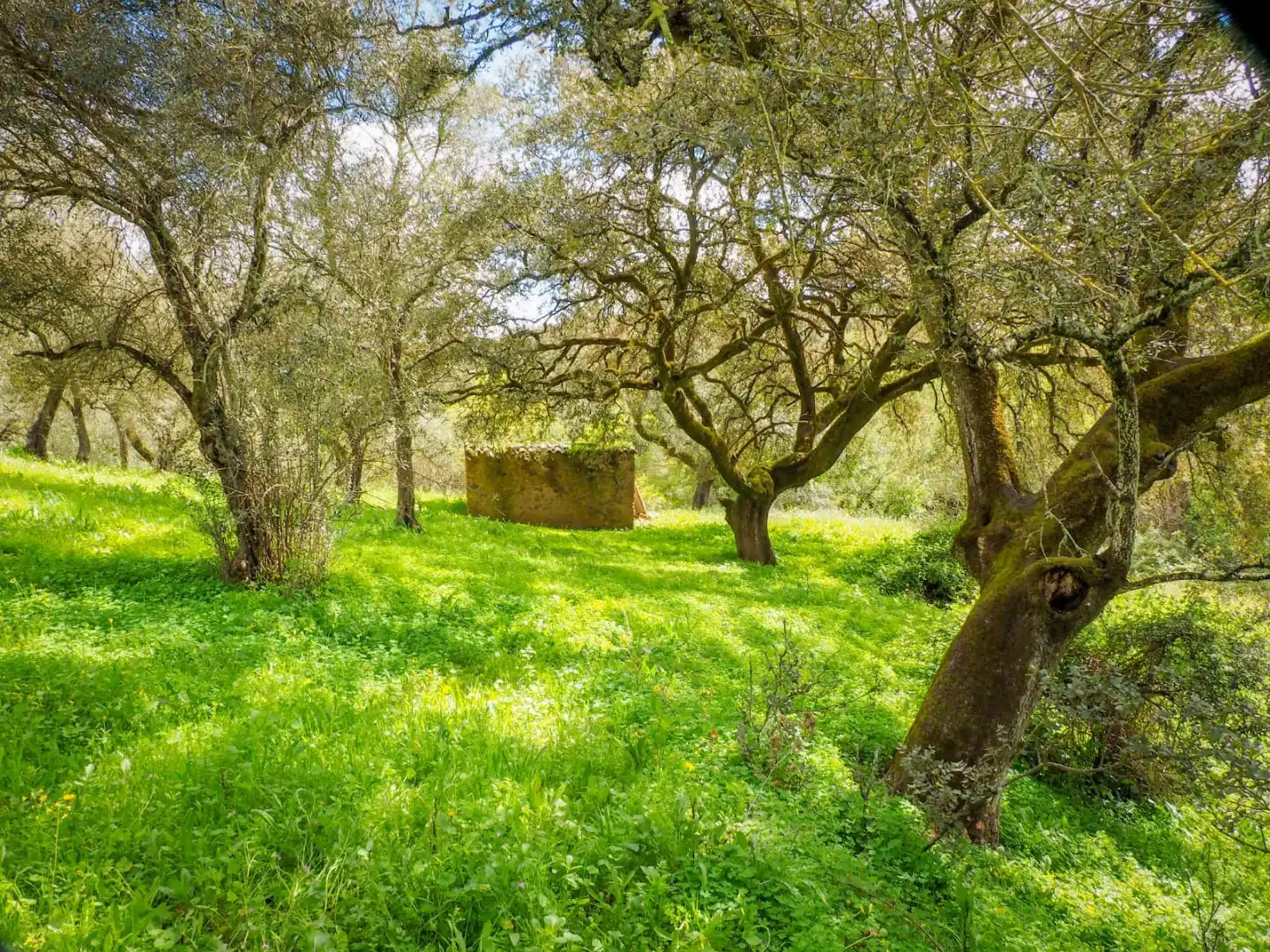 Land for sale in Linares de la Sierra