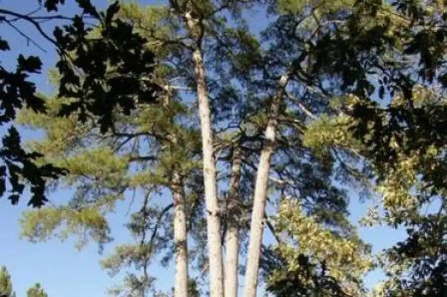 Exterior view of Land for sale in Cuenca