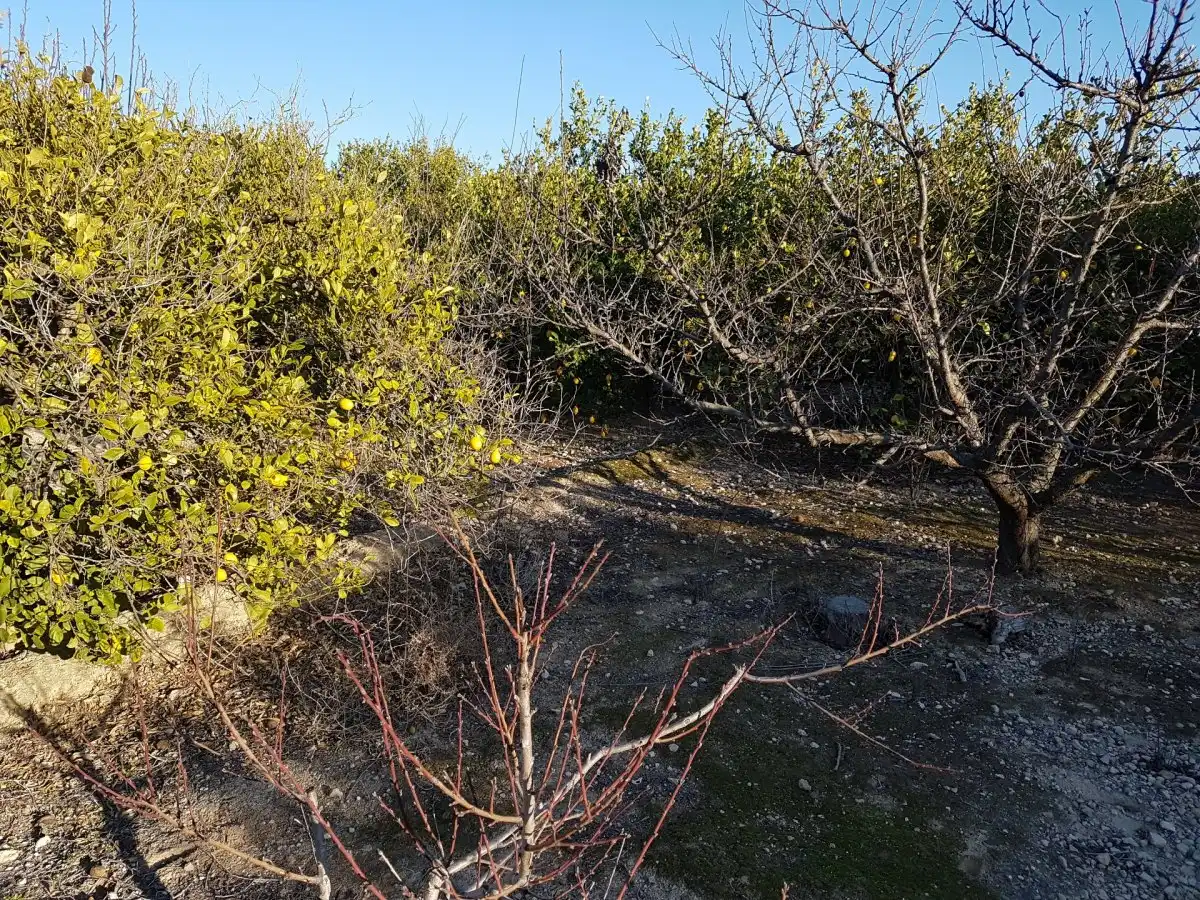 Finca rústica en venta en Ulea