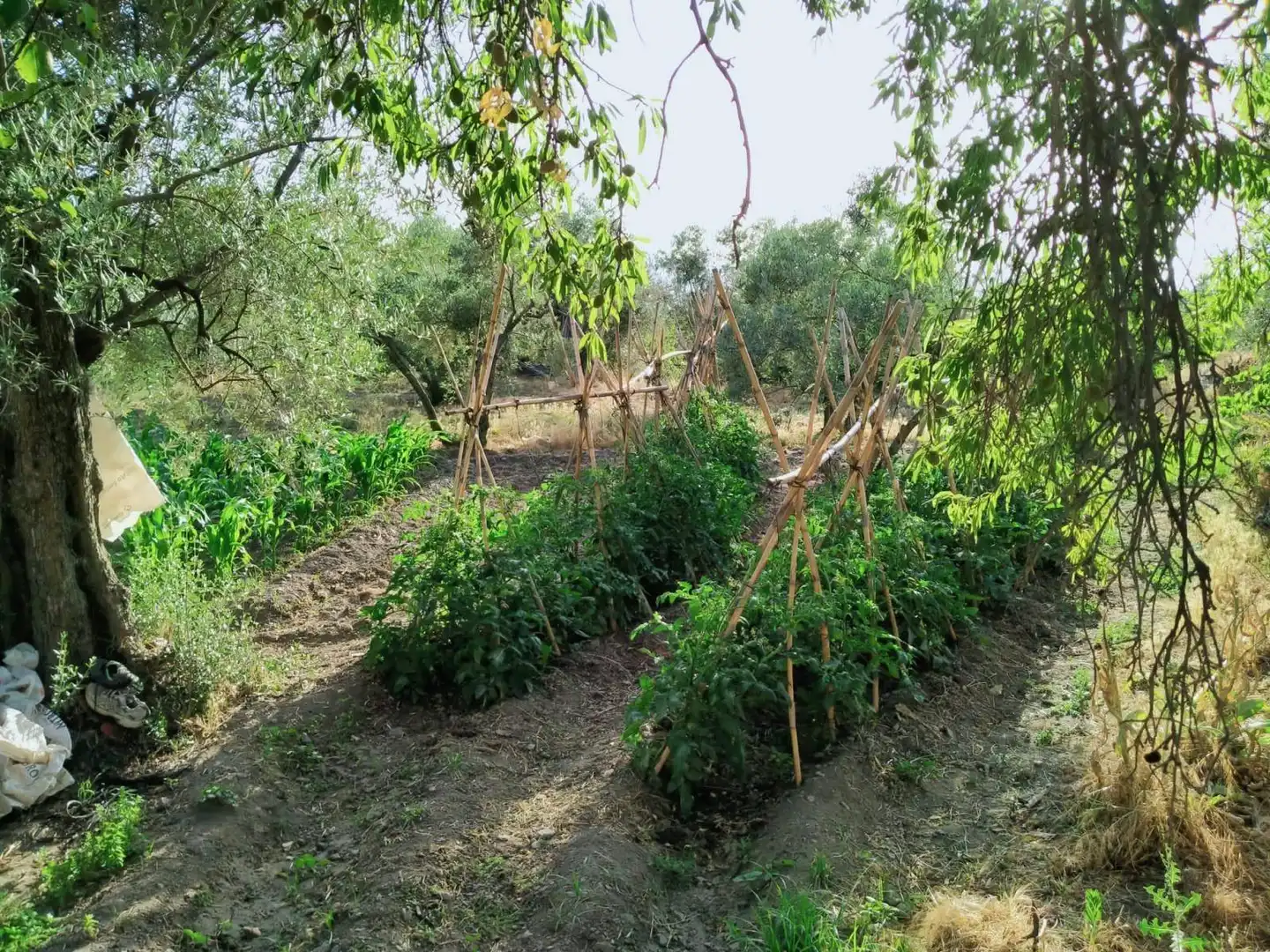 Lands and plots for sale in Nigüelas, imagen 6