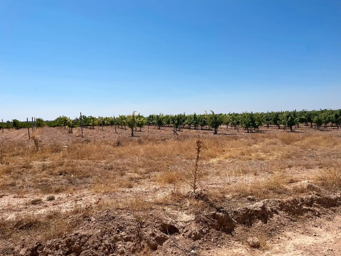 Terreni e lotti in vendita a Las Mesas, imagen 11