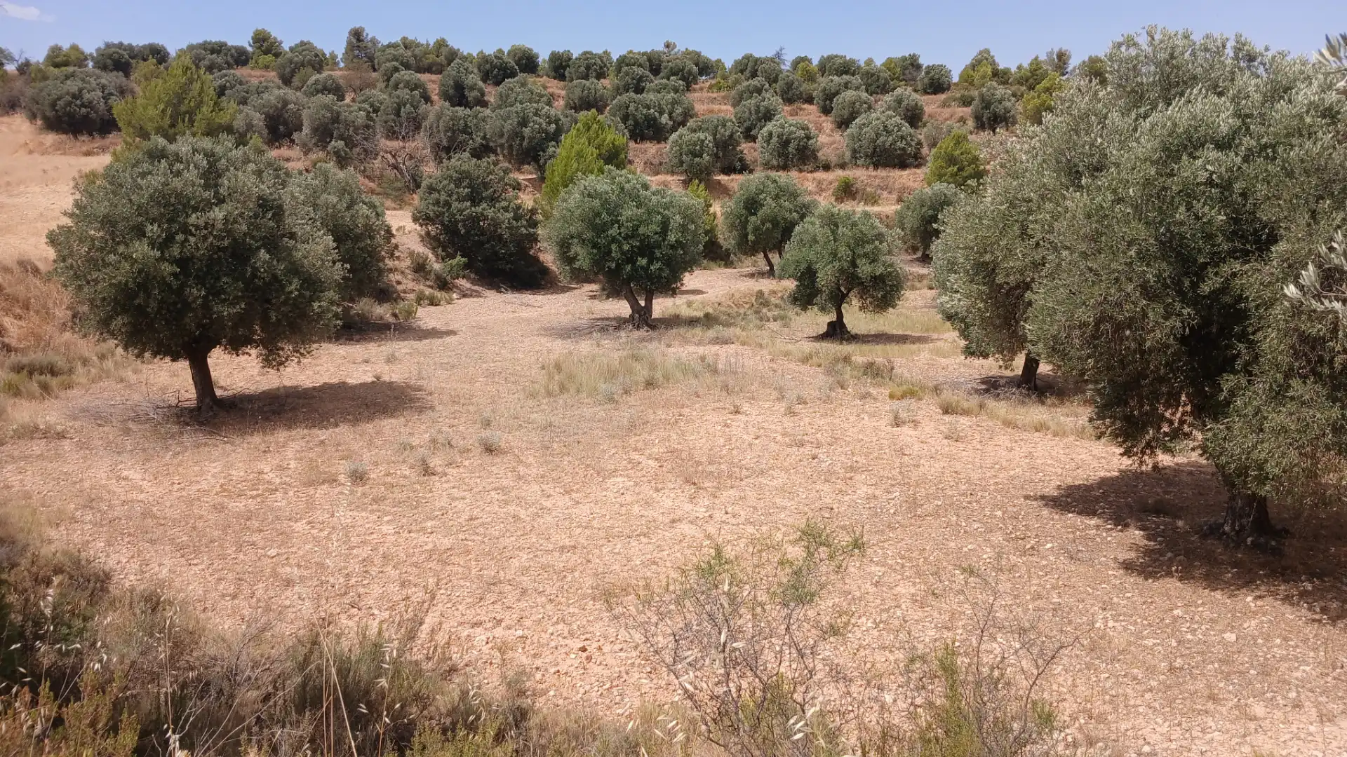 Terreno en venta en Torrevelilla, Teruel