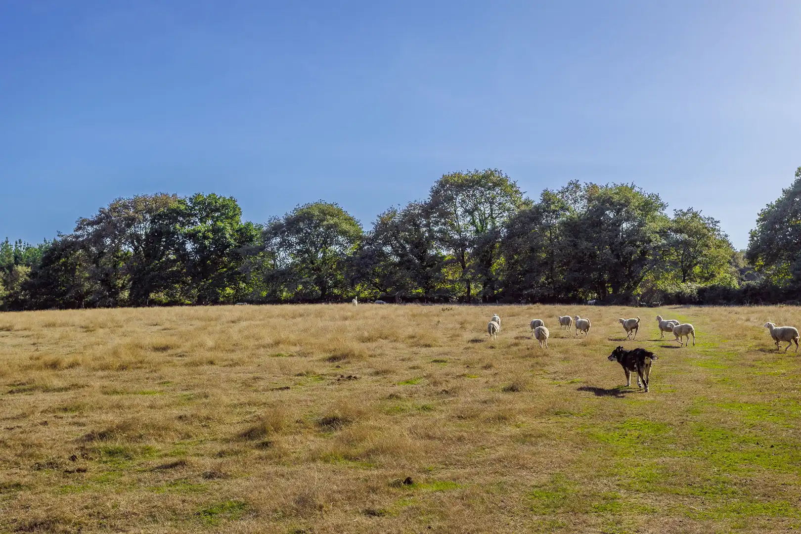 Finca rústica en venta en Outeiro de Rei